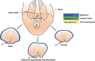 Sexual dimorphism through androgen signaling; from external genitalia to muscles